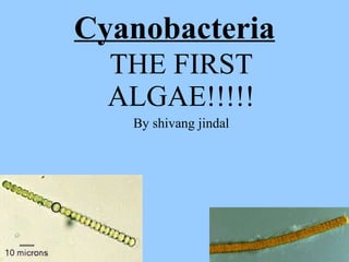 Cyanobacteria THE FIRST ALGAE!!!!! By shivang jindal 