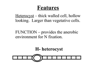 Features Heterocyst  – thick walled cell, hollow looking.  Larger than vegetative cells. FUNCTION – provides the anerobic ...