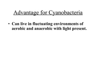 Advantage for Cyanobacteria <ul><li>Can live in fluctuating environments of aerobic and anaerobic with light present.   </...