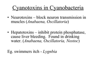 Cyanotoxins in Cyanobacteria <ul><li>Neurotoxins – block neuron transmission in muscles ( Anabaena, Oscillatoria ) </li></...