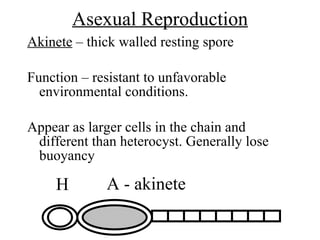 Asexual Reproduction <ul><li>Akinete  – thick walled resting spore </li></ul><ul><li>Function – resistant to unfavorable e...