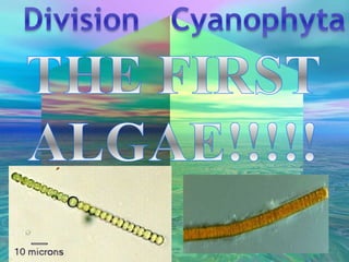 Cyanobacteria terminology
- Division Cyanophyta
- Cyanobacteria ‘formerly known
as’ BlueGreen Algae
- Cyano = blue
- Bacte...