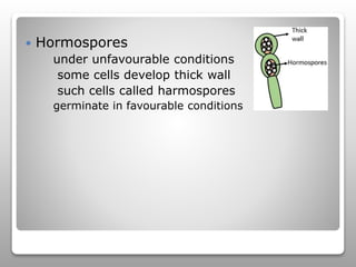  Spore formation
 Akinetes or arthospores
thick-walled,enveloped reproductive structures
1. Store reserve food material
...