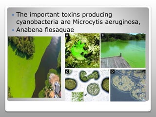  15)Cyanobacteria can grow on walls and
roof of building during rainy season
causing discolouration,corrosion and
leakage
 