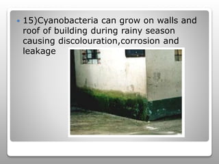Synecocystis
 13)As a source of bio-fuel –as
environmental friendly,cheap source.
 Genetically engineered cyanobacteria ...