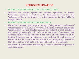 Symbiotic Unicellular Cyanobacteria Fix Nitrogen In The Arctic Ocean – ATKH