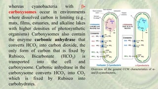 Overview of the general CCM characteristics of α-
and β-cyanobacteria,
whereas cyanobacteria with β-
carboxysomes occur in environments
where dissolved carbon is limiting (e.g.,
mats, films, estuaries, and alkaline lakes
with higher densities of photosynthetic
organisms) Carboxysomes also contain
the enzyme carbonic anhydrase that
converts HCO3 into carbon dioxide, the
only form of carbon that is fixed by
Rubisco, Bicarbonate (HCO3) is
transported into the cell and
carboxysome. Carbonic anhydrase in the
carboxysome converts HCO3 into CO2
which is fixed by Rubisco into
carbohydrates.
 