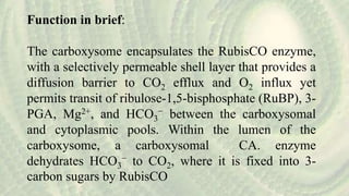 Function in brief:
The carboxysome encapsulates the RubisCO enzyme,
with a selectively permeable shell layer that provides a
diffusion barrier to CO2 efflux and O2 influx yet
permits transit of ribulose-1,5-bisphosphate (RuBP), 3-
PGA, Mg2+, and HCO3
− between the carboxysomal
and cytoplasmic pools. Within the lumen of the
carboxysome, a carboxysomal CA. enzyme
dehydrates HCO3
− to CO2, where it is fixed into 3-
carbon sugars by RubisCO
 