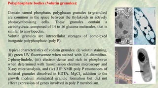 Polyphosphate bodies (Volutin granules):
Contain stored phosphate; polyglucan granules (a-granules)
are common in the space between the thylakoids in actively
photosynthesising cells. These granules contain a
carbohydrate, composed of 14 to 16 glucose molecules, that is
similar to amylopectin.
Volutin granules are intracellular storages of complexed
inorganic polyphosphate (poly P).
typical characteristics of volutin granules: (i) volutin staining,
(ii) green UV fluorescence when stained with 4',6-diamidino-
2-phenylindole, (iii) electron-dense and rich in phosphorus
when determined with transmission electron microscopy and
X-ray microanalysis, and (iv) 31P NMR poly P resonances of
isolated granules dissolved in EDTA. MgCl2 addition to the
growth medium stimulated granule formation but did not
effect expression of genes involved in poly P metabolism.
 