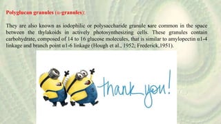 Polyglucan granules (α-granules):
They are also known as iodophilic or polysaccharide granule sare common in the space
between the thylakoids in actively photosynthesizing cells. These granules contain
carbohydrate, composed of 14 to 16 glucose molecules, that is similar to amylopectin α1-4
linkage and branch point α1-6 linkage (Hough et al., 1952; Frederick,1951).
 