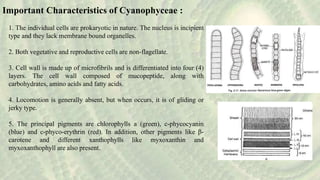 Important Characteristics of Cyanophyceae :
1. The individual cells are prokaryotic in nature. The nucleus is incipient
type and they lack membrane bound organelles.
2. Both vegetative and reproductive cells are non-flagellate.
3. Cell wall is made up of microfibrils and is differentiated into four (4)
layers. The cell wall composed of mucopeptide, along with
carbohydrates, amino acids and fatty acids.
4. Locomotion is generally absent, but when occurs, it is of gliding or
jerky type.
5. The principal pigments are chlorophylls a (green), c-phycocyanin
(blue) and c-phyco-erythrin (red). In addition, other pigments like β-
carotene and different xanthophylls like myxoxanthin and
myxoxanthophyll are also present.
 