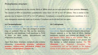 Protoplasmic structure :
In the central protoplasm are the circular fibrils of DNA which are not associated with basic proteins (histones).
The amount of DNA in unicellular cyanobacteria varies from 1.6×109 to 8.6×109 daltons. This is similar to the
genome size in bacteria (1.0×109 to 3.6×109 daltons). Cytoplasm is covered by protoplasmic membrane. It is a
semi-transparent membrane made up of protein. Cytoplasm can be divided into two parts:
(a) Chromatoplasma:
It is the outermost part of the cell, which contains
thylakoids or lamellae. They are arranged in parallel
rings or scattered. They are flat, sac-like structures,
enclosed by unit membrane. Each membrane is 70-80
Å thick. At their surface phycobilisome and
biliproteins are present.
Apart from these structures, cytoplasm also contains
ribosomes, cyanophycin granules, polyglucan
granules, carboxysome, polyhedral bodies, Gas
vacuoles, polyphosphate granules etc,
(b) Centropiasm:
Central transparent part of the cell is called
centroplasm. Genetic material is found in this portion.
Genetic material is in the form of DNA. Nuclear
membrane, nucleoli and histones are absent. In this
part besides DNA, RNA is also present. Thus, in
Cyanobacteria organised nucleus is not present and
this nucleus is called incipient nucleus. The 70S
ribosomes are dispersed throughout the
cyanobacterial cell but are present in the highest
density in the central region around the nucleoplasm.
 
