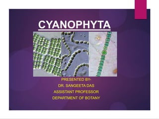 CYANOPHYTA
PRESENTED BY-
DR. SANGEETA DAS
ASSISTANT PROFESSOR
DEPARTMENT OF BOTANY
 