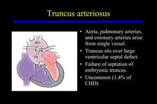 Truncus arteriosus Aorta, pulmonary arteries, and coronary arteries arise from single vessel. Truncus sits over large ventricular septal defect. Failure of septation of embryonic truncus. Uncommon (1.4% of CHD) 
