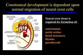 Conotruncal development is dependent upon normal migration of neural crest cells Neural crest tissue is required for formation of: conotruncus aortic arches facial structures thymus parathyroid 