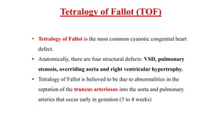 Tetralogy of Fallot (TOF)
• Tetralogy of Fallot is the most common cyanotic congenital heart
defect.
• Anatomically, there are four structural defects: VSD, pulmonary
stenosis, overriding aorta and right ventricular hypertrophy.
• Tetralogy of Fallot is believed to be due to abnormalities in the
septation of the truncus arteriosus into the aorta and pulmonary
arteries that occur early in gestation (3 to 4 weeks)
 