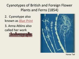 Cyanotypes of British and Foreign Flower
Plants and Ferns (1854)
2. Cyanotype also
known as Blue Print
3. Anna Atkins also
called her work
Horse Tail
 