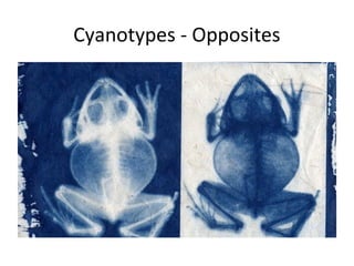 Cyanotypes - Opposites
 