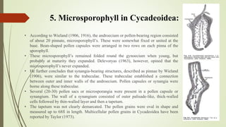 5. Microsporophyll in Cycadeoidea:
• According to Wieland (1906, 1916), the androecium or pollen-bearing region consisted
of about 20 pinnate, microsporophyll’s. These were somewhat fixed or united at the
base. Bean-shaped pollen capsules were arranged in two rows on each pinna of the
sporophyll.
• These microsporophyll’s remained folded round the gynoecium when young, but
probably at maturity they expanded. Delevoryas (1963), however, opined that the
microsporophyll’s never expanded.
• He further concludes that synangia-bearing structures, described as pinnae by Wieland
(1906), were similar to the trabeculae. These trabeculae established a connection
between outer and inner walls of the androecium. Pollen capsules or synangia were
borne along these trabeculae.
• Several (20-30) pollen sacs or microsporangia were present in a pollen capsule or
synangium. The wall of a synangium consisted of outer palisade-like, thick-walled
cells followed by thin-walled layer and then a tapetum.
• The tapetum was not clearly demarcated. The pollen grains were oval in shape and
measured up to 68fi in length. Multicellular pollen grains in Cycadeoidea have been
reported by Taylor (1973).
 