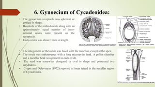 6. Gynoecium of Cycadeoidea:
• The gynoecium receptacle was spherical or
conical in shape.
• Hundreds of the stalked ovule along with an
approximately equal number of inter-
seminal scales were present on the
receptacle.
• Each ovules was about 1 mm in length.
• The integument of the ovule was fused with the nucellus, except at the apex.
• The ovule was orthotropous with a long micropylar beak. A pollen chamber
and a nucellar beak was present in each ovule.
• The seed was somewhat elongated or oval in shape and possessed two
cotyledons.
• Crepet and Delevoryas (1972) reported a linear tetrad in the nucellar region
of Cycadeoidea.
 