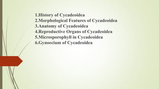 1.History of Cycadeoidea
2.Morphological Features of Cycadeoidea
3.Anatomy of Cycadeoidea
4.Reproductive Organs of Cycadeoidea
5.Microsporophyll in Cycadeoidea
6.Gynoecium of Cycadeoidea
 