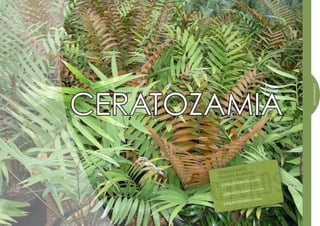 Ceratozamia
CERATOZAMIA
               ZAMIA
       CERATO Available
              s
       Specie                a
                   A latifoli
              OZAMI
       • CERAT
                                 na
                      A mexica
              OZAMI
       • CERAT
                      A robusta
              OZAMI
        •CERAT
 