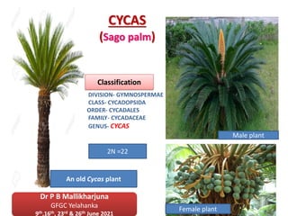 CYCAS
(Sago palm)
SYSTEMATIC POSITION
DIVISION- GYMNOSPERMAE
CLASS- CYCADOPSIDA
ORDER- CYCADALES
FAMILY- CYCADACEAE
GENUS- CYCAS
Classification
An old Cycas plant
Male plant
Female plant
2N =22
Dr P B Mallikharjuna
GFGC Yelahanka
9th,16th, 23rd & 26th June 2021
1
 