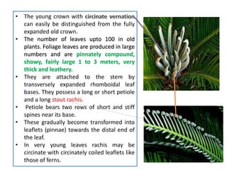 • The young crown with
can easily be distinguished from the fully
expanded old crown.
• The number of leaves upto 100 in old
plants. Foliage leaves are produced in large
numbers and are pinnately compound,
showy, fairly large 1 to 3 meters, very
thick and leathery.
• They are attached to the stem by
transversely expanded rhomboidal leaf
bases. They possess a long or short petiole
and a long stout rachis.
• Petiole bears two rows of short and stiff
spines near its base.
• These gradually become transformed into
leaflets (pinnae) towards the distal end of
the leaf.
• In very young leaves rachis may be
circinate with circinately coiled leaflets like
those of ferns. 10
 