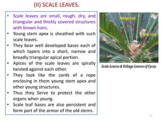 (II) SCALE LEAVES.
• Scale leaves are small, rough, dry, and
triangular and thickly covered structures
with brown hairs.
• Young stem apex is sheathed with such
scale leaves.
• They bear well developed bases each of
which tapers into a short, narrow and
broadly triangular apical portion.
• Apices of the scale leaves are spirally
twisted against each other.
• They look like the cords of a rope
enclosing in them young stem apex and
other young structures.
• Thus they Serve to protect the other
organs when young.
• Scale leaf bases are also persistent and
form part of the armor of the old stems.
11
 