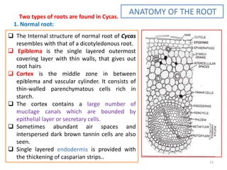 ANATOMY OF THE ROOT
Two types of roots are found in Cycas.
1. Normal root:
 The Internal structure of normal root of Cycas
resembles with that of a dicotyledonous root.
 Epiblema is the single layered outermost
covering layer with thin walls, that gives out
root hairs
 Cortex is the middle zone in between
epiblema and vascular cylinder. It consists of
thin-walled parenchymatous cells rich in
starch.
 The cortex contains a large number of
mucilage canals which are bounded by
epithelial layer or secretary cells.
 Sometimes abundant air spaces and
interspersed dark brown tannin cells are also
seen.
 Single layered endodermis is provided with
the thickening of casparian strips..
13
 