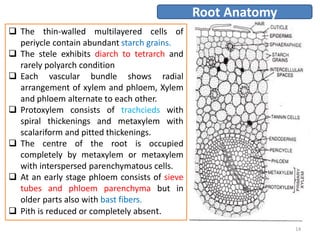  The thin-walled multilayered cells of
periycle contain abundant starch grains.
 The stele exhibits diarch to tetrarch and
rarely polyarch condition
 Each vascular bundle shows radial
arrangement of xylem and phloem, Xylem
and phloem alternate to each other.
 Protoxylem consists of trachcieds with
spiral thickenings and metaxylem with
scalariform and pitted thickenings.
 The centre of the root is occupied
completely by metaxylem or metaxylem
with interspersed parenchymatous cells.
 At an early stage phloem consists of sieve
tubes and phloem parenchyma but in
older parts also with bast fibers.
 Pith is reduced or completely absent.
Root Anatomy
14
 