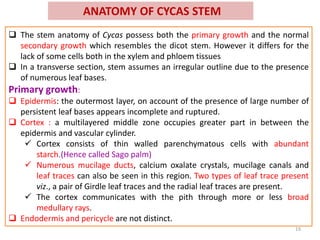 ANATOMY OF CYCAS STEM
 The stem anatomy of Cycas possess both the primary growth and the normal
secondary growth which resembles the dicot stem. However it differs for the
lack of some cells both in the xylem and phloem tissues
 In a transverse section, stem assumes an irregular outline due to the presence
of numerous leaf bases.
Primary growth:
 Epidermis: the outermost layer, on account of the presence of large number of
persistent leaf bases appears incomplete and ruptured.
 Cortex : a multilayered middle zone occupies greater part in between the
epidermis and vascular cylinder.
 Cortex consists of thin walled parenchymatous cells with abundant
starch.(Hence called Sago palm)
 Numerous mucilage ducts, calcium oxalate crystals, mucilage canals and
leaf traces can also be seen in this region. Two types of leaf trace present
viz., a pair of Girdle leaf traces and the radial leaf traces are present.
 The cortex communicates with the pith through more or less broad
medullary rays.
 Endodermis and pericycle are not distinct.
19
 