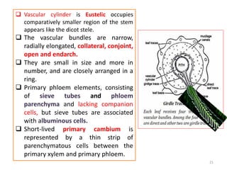  Vascular cylinder is Eustelic occupies
comparatively smaller region of the stem
appears like the dicot stele.
 The vascular bundles are narrow,
radially elongated, collateral, conjoint,
open and endarch.
 They are small in size and more in
number, and are closely arranged in a
ring.
 Primary phloem elements, consisting
of sieve tubes and phloem
parenchyma and lacking companion
cells, but sieve tubes are associated
with albuminous cells.
 Short-lived primary cambium is
represented by a thin strip of
parenchymatous cells between the
primary xylem and primary phloem.
21
 