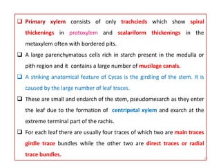  Primary xylem consists of only trachcieds which show spiral
thickenings in protoxylem and scalariform thickenings in the
metaxylem often with bordered pits.
 A large parenchymatous cells rich in starch present in the medulla or
pith region and it contains a large number of mucilage canals.
 A striking anatomical feature of Cycas is the girdling of the stem. It is
caused by the large number of leaf traces.
 These are small and endarch of the stem, pseudomesarch as they enter
the leaf due to the formation of centripetal xylem and exarch at the
extreme terminal part of the rachis.
 For each leaf there are usually four traces of which two are main traces
girdle trace bundles while the other two are direct traces or radial
trace bundles.
22
 