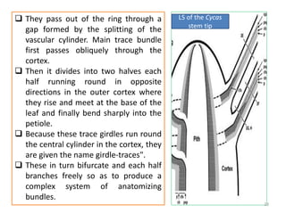  They pass out of the ring through a
gap formed by the splitting of the
vascular cylinder. Main trace bundle
first passes obliquely through the
cortex.
 Then it divides into two halves each
half running round in opposite
directions in the outer cortex where
they rise and meet at the base of the
leaf and finally bend sharply into the
petiole.
 Because these trace girdles run round
the central cylinder in the cortex, they
are given the name girdle-traces".
 These in turn bifurcate and each half
branches freely so as to produce a
complex system of anatomizing
bundles.
LS of the Cycas
stem tip
23
 