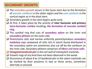 SECONDARY GROWTH
 The secondary growth occurs in the Cycas stem due to the formation
of vascular cambium in the stelar region and the cork cambium in the
cortical region as in the dicot stem.
 Secondary growth in the stem begins quite early.
 At first, it takes place by the activity of inter fascicular and primary
intra-fascicular cambia resulting, the formation of vascular cambial
ring.
 The cambial ring that cuts of secondary xylem on the inner and
secondary phloem on the outer side.
 Parenchyma cells and narrow uniformly parenchymatous secondary
medulary rays composed of cells rich in starch found distributed in
the secondary xylem are sometimes also cut off by the cambium on
the inner side. Secondary phloem comprises of fibres and sieve cells.
 Elongated bordered pits in the cell wall of metaxylem tracheids.
 Growth rings of any kind have not been observed in the wood.
 Occurrence of about 8 to 12 bordered pits in the xylem tracheids can
be marked by their presence in two or three series, sometimes
alternate or pressed. 24
 