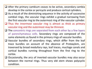  After the primary cambium ceases to be active, secondary cambia
develop in the cortex or pericycle and produce cortical cylinders.
 As a result of the diminishing sequence in the activity of successive
cambial rings, the vascular rings exhibit a gradual narrowing from
the first vascular ring to the outermost ring of the vascular cylinder.
 Thus the innermost vascular ring is almost as thick as primary
vascular ring and the outermost may be thinnest.
 The concentric rings are separated from each other by a few layers
of parenchymatous cells. Secondary rings are composed of the
same elements as found in the primary rings of vascular bundles.
 Vascular bundles of secondary rings, which differ from the leaf
trace bundles on account of the absence of Protoxylem, are
traversed by broad medullary rays, leaf traces, mucilage canals and
cortical bundles running throughout from the first ring to the
cortex.
 Occasionally, the arcs of inverted vascular bundles may also occur
between the normal rings. Thus very old stem shows polycyclic
condition. 27
 