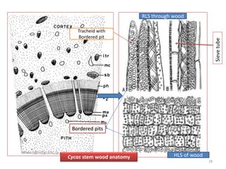 RLS through wood
HLS of wood
Bordered pits
Sieve
tube
Cycas stem wood anatomy
Tracheid with
Bordered pit
28
 