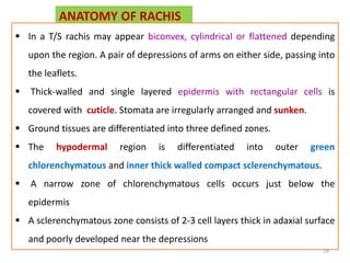 ANATOMY OF RACHIS
 In a T/S rachis may appear biconvex, cylindrical or flattened depending
upon the region. A pair of depressions of arms on either side, passing into
the leaflets.
 Thick-walled and single layered epidermis with rectangular cells is
covered with cuticle. Stomata are irregularly arranged and sunken.
 Ground tissues are differentiated into three defined zones.
 The hypodermal region is differentiated into outer green
chlorenchymatous and inner thick walled compact sclerenchymatous.
 A narrow zone of chlorenchymatous cells occurs just below the
epidermis
 A sclerenchymatous zone consists of 2-3 cell layers thick in adaxial surface
and poorly developed near the depressions
29
 