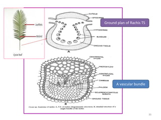 Ground plan of Rachis TS
A vascular bundle
30
 