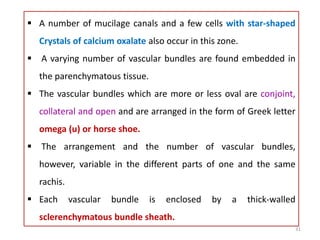  A number of mucilage canals and a few cells with star-shaped
Crystals of calcium oxalate also occur in this zone.
 A varying number of vascular bundles are found embedded in
the parenchymatous tissue.
 The vascular bundles which are more or less oval are conjoint,
collateral and open and are arranged in the form of Greek letter
omega (u) or horse shoe.
 The arrangement and the number of vascular bundles,
however, variable in the different parts of one and the same
rachis.
 Each vascular bundle is enclosed by a thick-walled
sclerenchymatous bundle sheath.
31
 