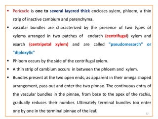  Pericycle is one to several layered thick encloses xylem, phloem, a thin
strip of inactive cambium and parenchyma.
 vascular bundles are characterized by the presence of two types of
xylems arranged in two patches of endarch (centrifugal) xylem and
exarch (centripetal xylem) and are called "pseudomesarch" or
"diploxylic"
 Phloem occurs by the side of the centrifugal xylem.
 A thin strip of cambium occurs in between the phloem and xylem.
 Bundles present at the two open ends, as apparent in their omega shaped
arrangement, pass out and enter the two pinnae. The continuous entry of
the vascular bundles in the pinnae, from base to the apex of the rachis,
gradually reduces their number. Ultimately terminal bundles too enter
one by one in the terminal pinnae of the leaf. 32
 