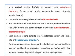 • In a vertical section leaflets or pinnae reveal xerophytes
characters. (presence of cuticle, hypodermis, sunken stomata,
bundle sheath )
• The epidermis is single layered with thick walled cells.
• It is continuous on the upper side and is interrupted on the lower
side with minute pits at the bottom of which lie sunken stomata (
haplocheilic type)
• Each stomata opens outside into "epistomatal cavity and inside
into a "hypostomatal chamber".
• Each stoma consists of two guard cells that are surrounded by a
pair of papillated or projected subsidiary or buffer cells that
regulate the opening and closing of the stomatal aperture. 34
 