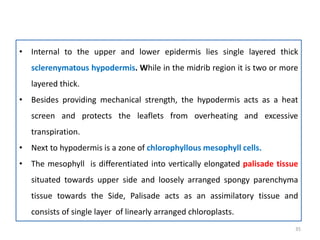 • Internal to the upper and lower epidermis lies single layered thick
sclerenymatous hypodermis. While in the midrib region it is two or more
layered thick.
• Besides providing mechanical strength, the hypodermis acts as a heat
screen and protects the leaflets from overheating and excessive
transpiration.
• Next to hypodermis is a zone of chlorophyllous mesophyll cells.
• The mesophyll is differentiated into vertically elongated palisade tissue
situated towards upper side and loosely arranged spongy parenchyma
tissue towards the Side, Palisade acts as an assimilatory tissue and
consists of single layer of linearly arranged chloroplasts.
35
 