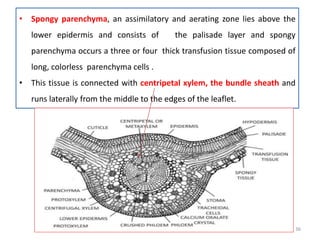 • Spongy parenchyma, an assimilatory and aerating zone lies above the
lower epidermis and consists of the palisade layer and spongy
parenchyma occurs a three or four thick transfusion tissue composed of
long, colorless parenchyma cells .
• This tissue is connected with centripetal xylem, the bundle sheath and
runs laterally from the middle to the edges of the leaflet.
36
 