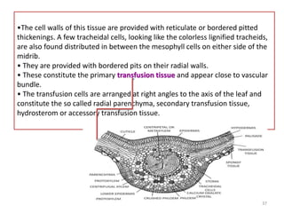•The cell walls of this tissue are provided with reticulate or bordered pitted
thickenings. A few tracheidal cells, looking like the colorless lignified tracheids,
are also found distributed in between the mesophyll cells on either side of the
midrib.
• They are provided with bordered pits on their radial walls.
• These constitute the primary transfusion tissue and appear close to vascular
bundle.
• The transfusion cells are arranged at right angles to the axis of the leaf and
constitute the so called radial parenchyma, secondary transfusion tissue,
hydrosterom or accessory transfusion tissue.
37
 