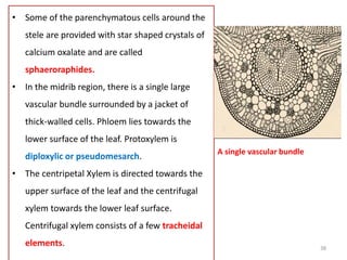 • Some of the parenchymatous cells around the
stele are provided with star shaped crystals of
calcium oxalate and are called
sphaeroraphides.
• In the midrib region, there is a single large
vascular bundle surrounded by a jacket of
thick-walled cells. Phloem lies towards the
lower surface of the leaf. Protoxylem is
diploxylic or pseudomesarch.
• The centripetal Xylem is directed towards the
upper surface of the leaf and the centrifugal
xylem towards the lower leaf surface.
Centrifugal xylem consists of a few tracheidal
elements.
A single vascular bundle
38
 