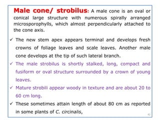 Male cone/ strobilus: A male cone is an oval or
conical large structure with numerous spirally arranged
microsporophylls, which almost perpendicularly attached to
the cone axis.
 The new stem apex appears terminal and develops fresh
crowns of foliage leaves and scale leaves. Another male
cone develops at the tip of such lateral branch.
 The male strobilus is shortly stalked, long, compact and
fusiform or oval structure surrounded by a crown of young
leaves.
 Mature strobili appear woody in texture and are about 20 to
60 cm long.
 These sometimes attain length of about 80 cm as reported
in some plants of C. circinalis, 42
 