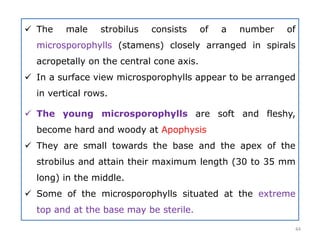  The male strobilus consists of a number of
microsporophylls (stamens) closely arranged in spirals
acropetally on the central cone axis.
 In a surface view microsporophylls appear to be arranged
in vertical rows.
 The young microsporophylls are soft and fleshy,
become hard and woody at Apophysis
 They are small towards the base and the apex of the
strobilus and attain their maximum length (30 to 35 mm
long) in the middle.
 Some of the microsporophylls situated at the extreme
top and at the base may be sterile.
44
 