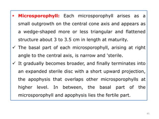  Microsporophyll: Each microsporophyll arises as a
small outgrowth on the central cone axis and appears as
a wedge-shaped more or less triangular and flattened
structure about 3 to 3.5 cm in length at maturity.
 The basal part of each microsporophyll, arising at right
angle to the central axis, is narrow and 'sterile.
 It gradually becomes broader, and finally terminates into
an expanded sterile disc with a short upward projection,
the apophysis that overlaps other microsporophylls at
higher level. In between, the basal part of the
microsporophyll and apophysis lies the fertile part.
45
 